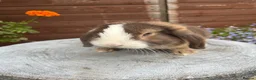 Mini Lop rabbits for sale: Gorgeous mini lop buck ready to go now   - Advert 6