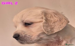 Golden Retriever dogs for sale: Show type Golden Retrievers health tested parents - Image 21