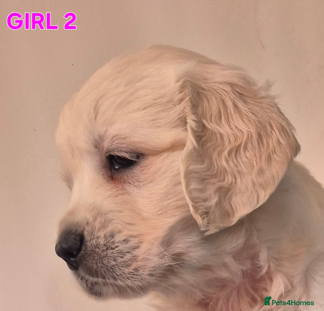 Golden Retriever dogs for sale: Show type Golden Retrievers health tested parents - Image 21