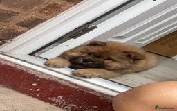 Chow Chow dogs for sale: Cinnamon Chow Chow Puppies - Image 14