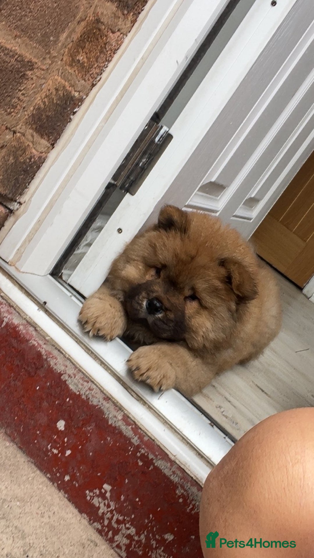 Chow Chow dogs for sale: Cinnamon Chow Chow Puppies - Image 14