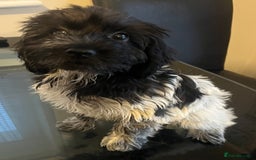 Cockapoo dogs for sale: F1b beautiful girl  - Image 19