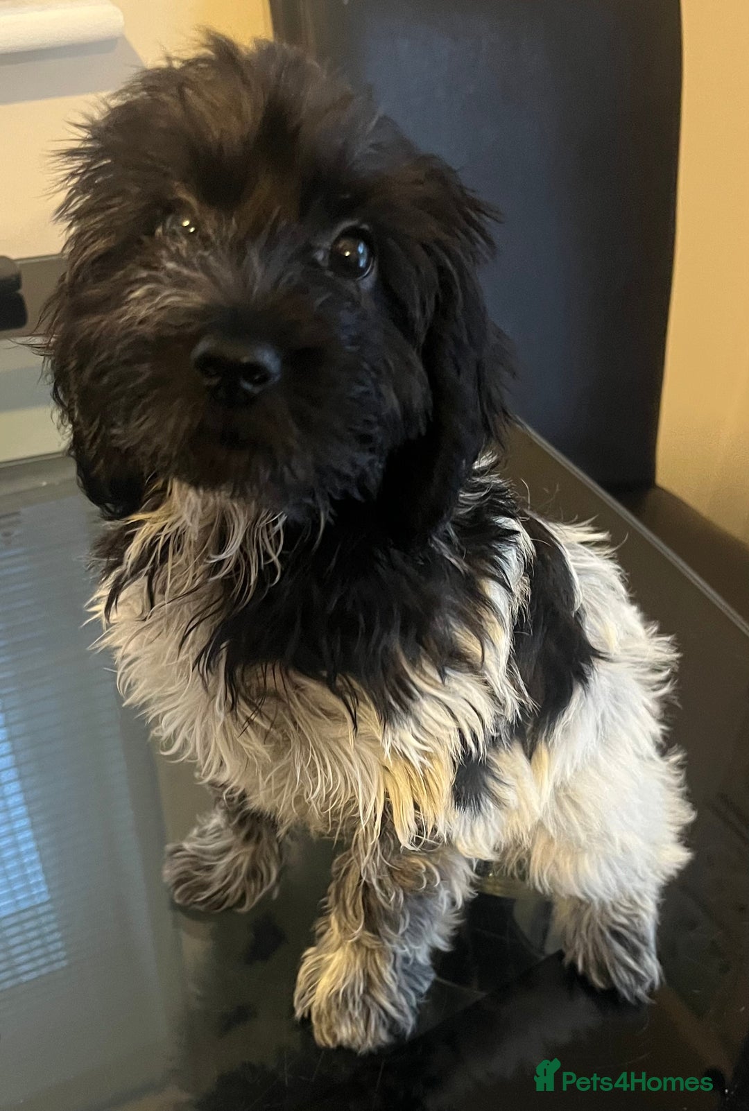 Cockapoo dogs for sale: F1b beautiful girl  - Image 19