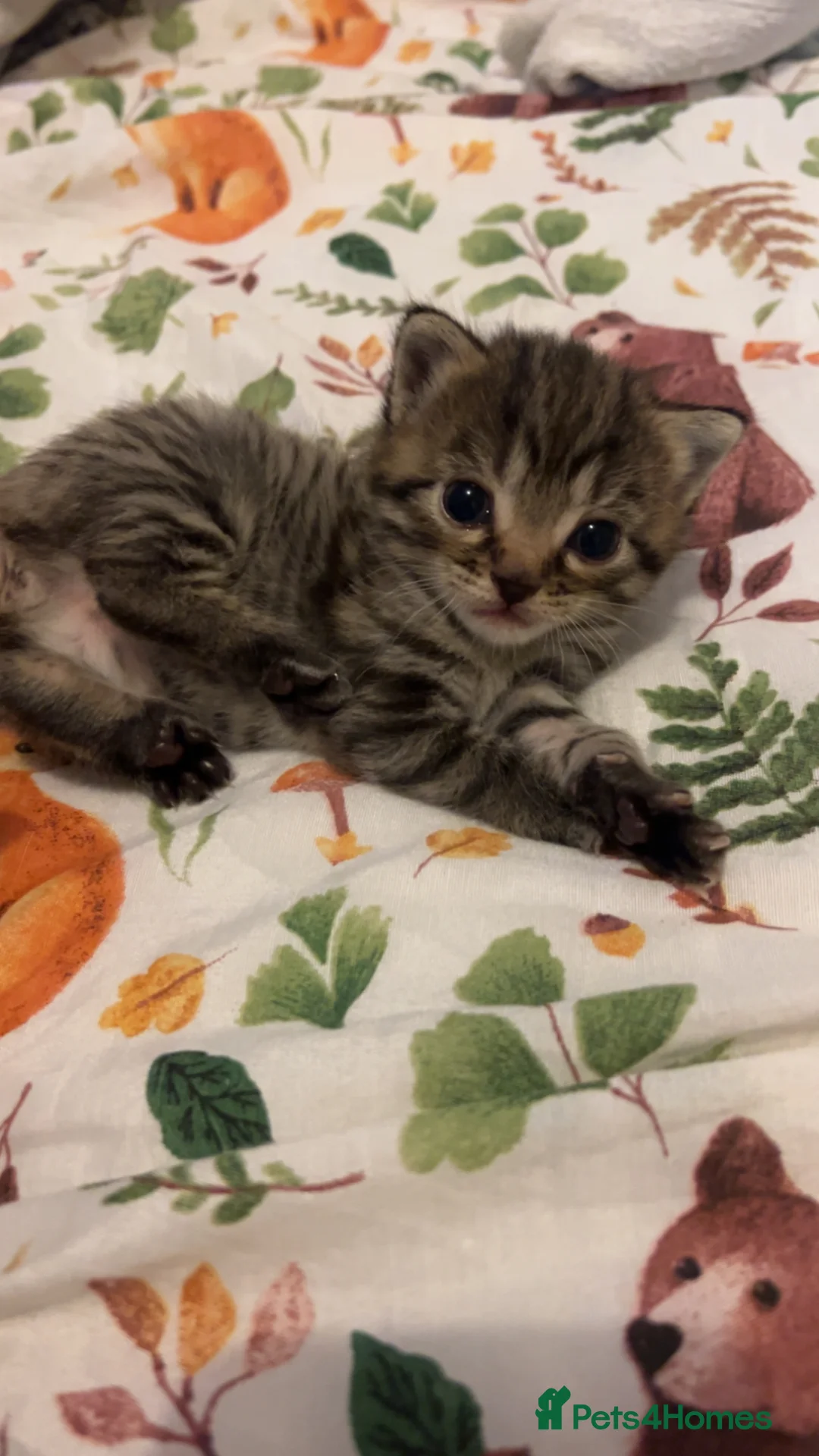 Mixed Breed cats for sale: Ragdoll mix kittens - Advert 17