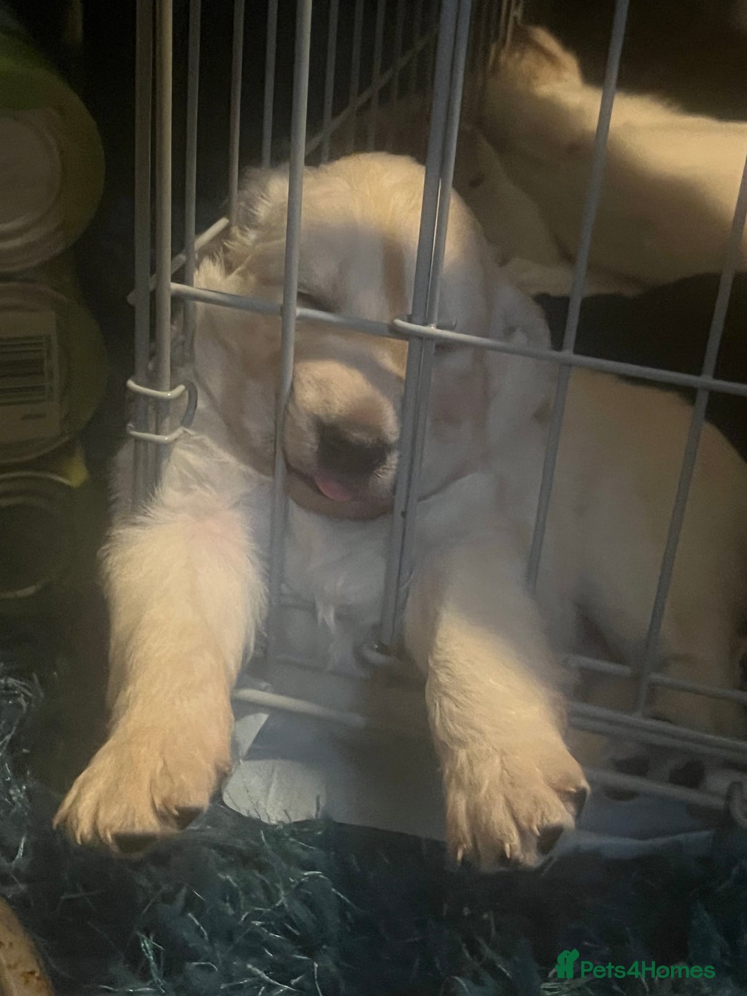 Mixed Breed dogs for sale: Stunning Litter of Labradoodle x Pyrenees - Advert 31