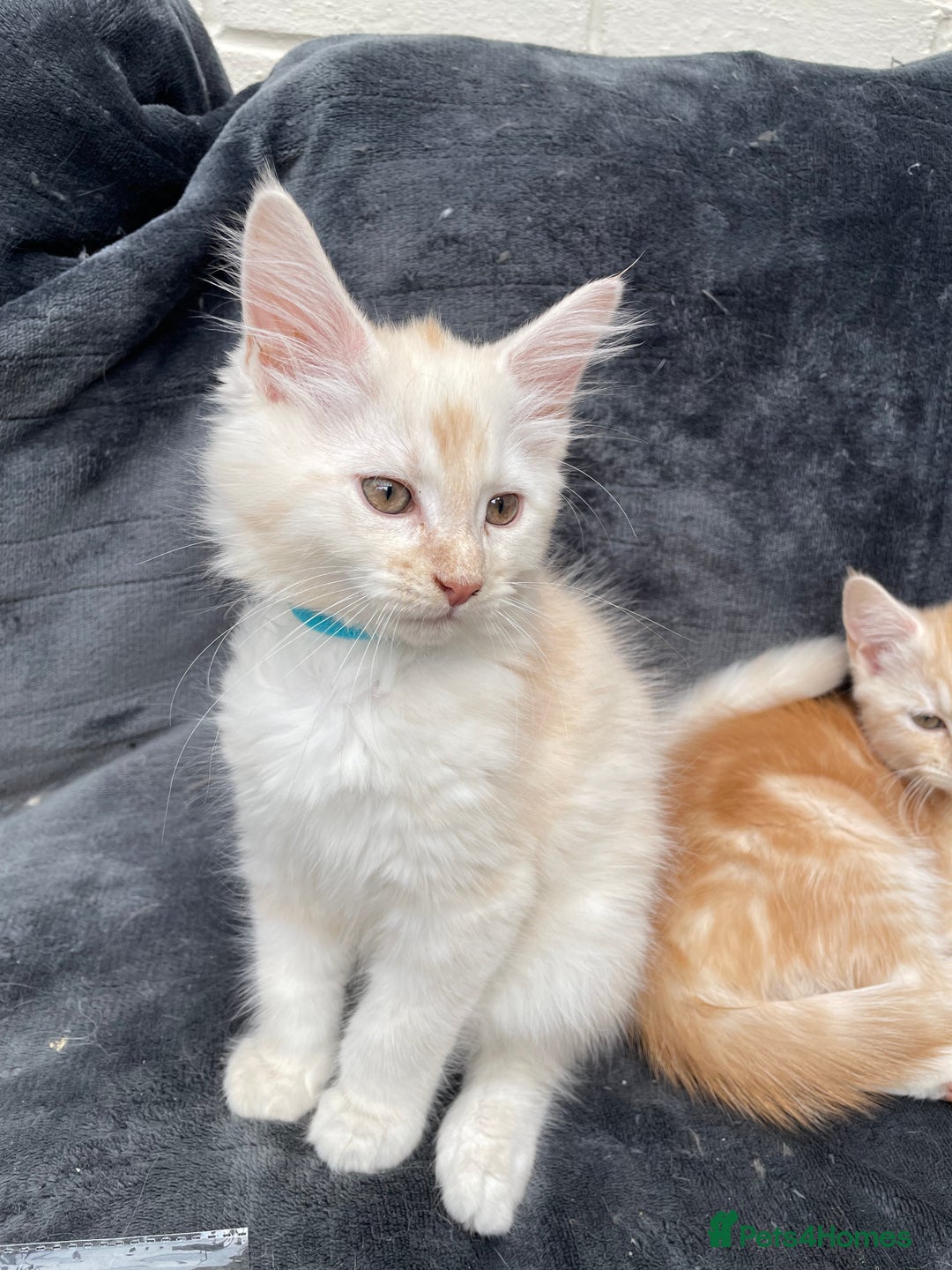 Maine Coon cats for sale: Maine Coon Cross Kittens 3 Girls , 2 Boys - Image 5