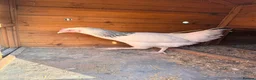 Chickens poultry for sale: Orpingtons/ hybrids/ wyandotte/leg bars & cockeral in Rhyl - Advert 6