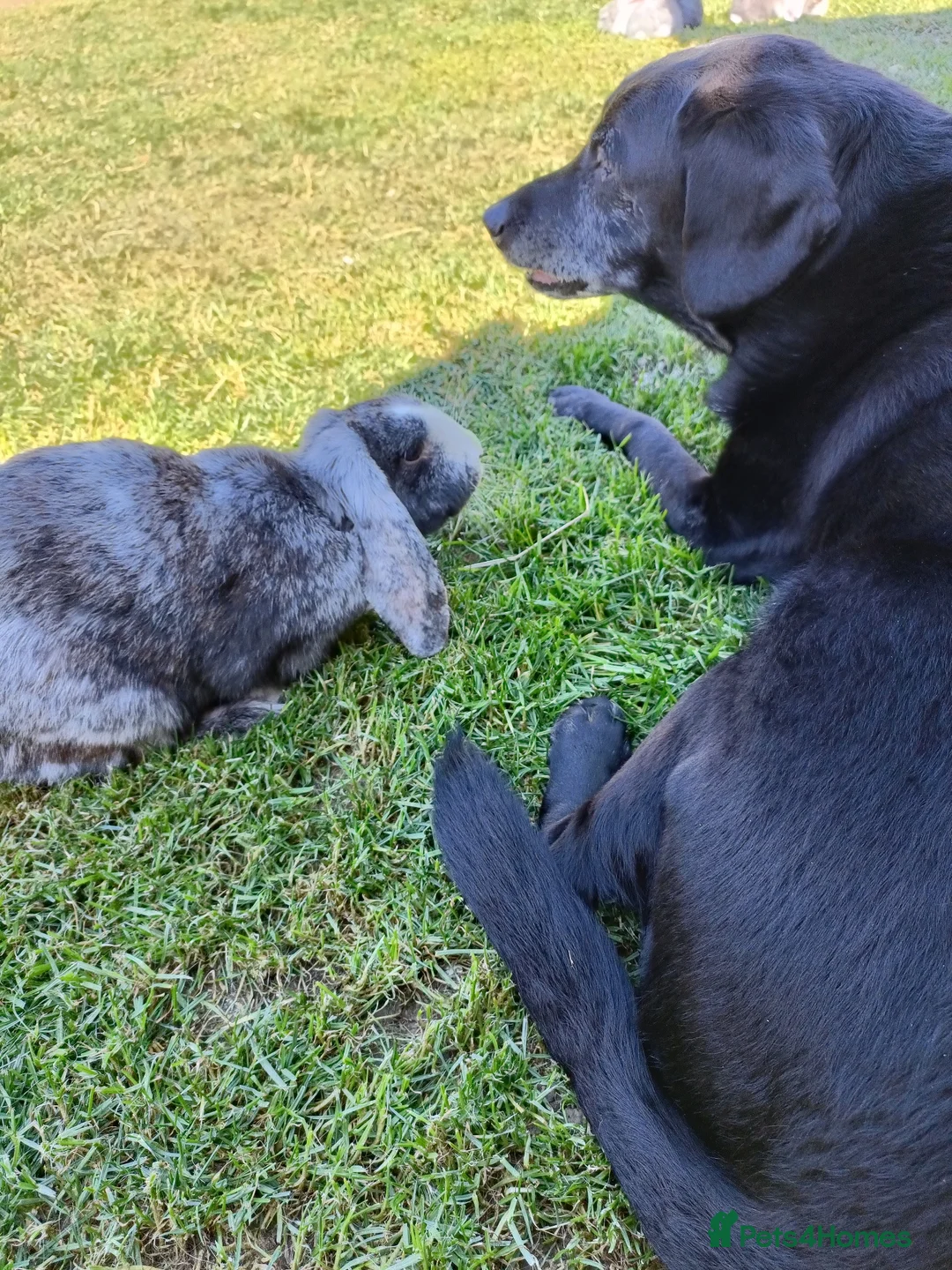 French Lop rabbits for sale: French looking for new home  in Newcastle upon Tyne - Advert 2