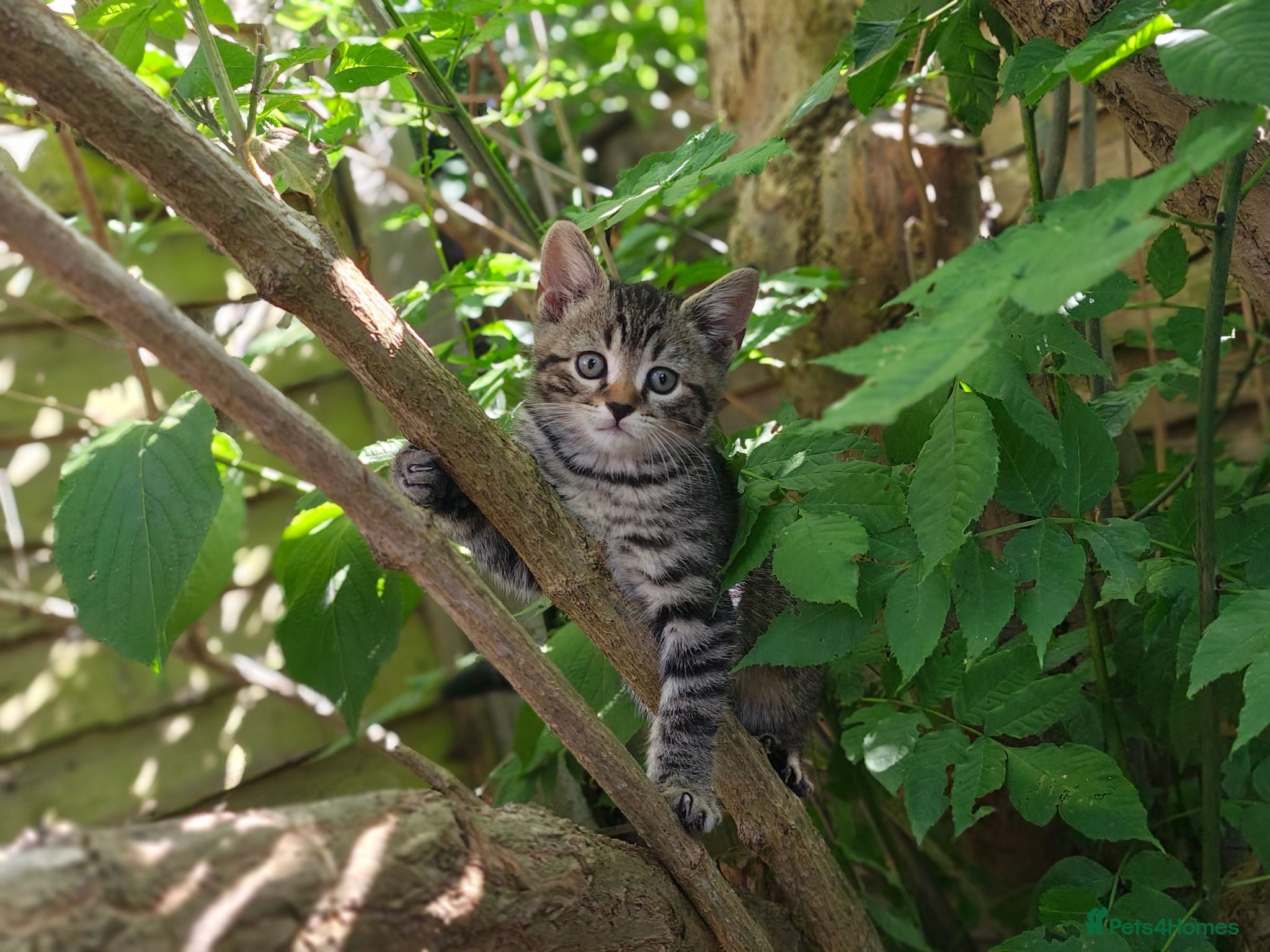 Mixed Breed cats Bengal Marble & British Shorthair  - Advert 1