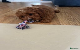 Cavapoo dogs for sale: **REHOME- F1 miniature cavapoo  - Image 5