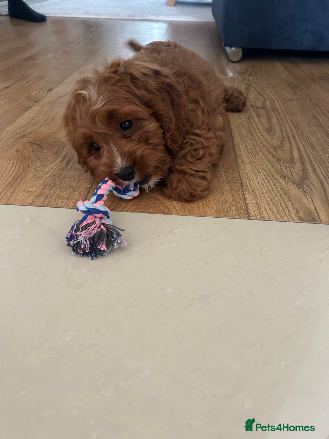 Cavapoo dogs for sale: **REHOME- F1 miniature cavapoo  - Image 5