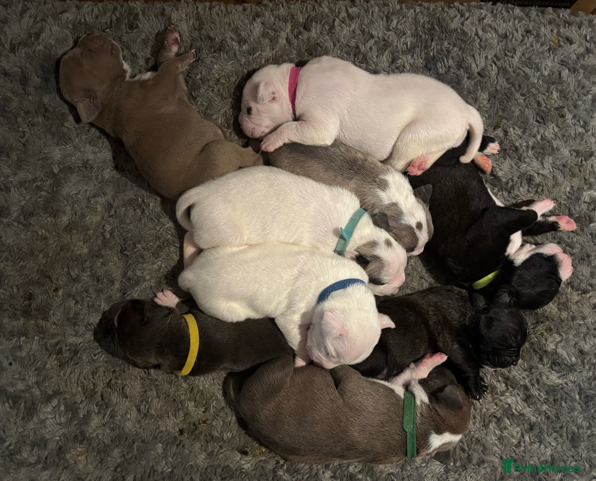 Mixed Breed dogs Cane corso/American bully/American staff puppies  - Advert 13