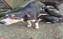 Border Collie dogs for sale: Collie pups for sale  - Advert 2