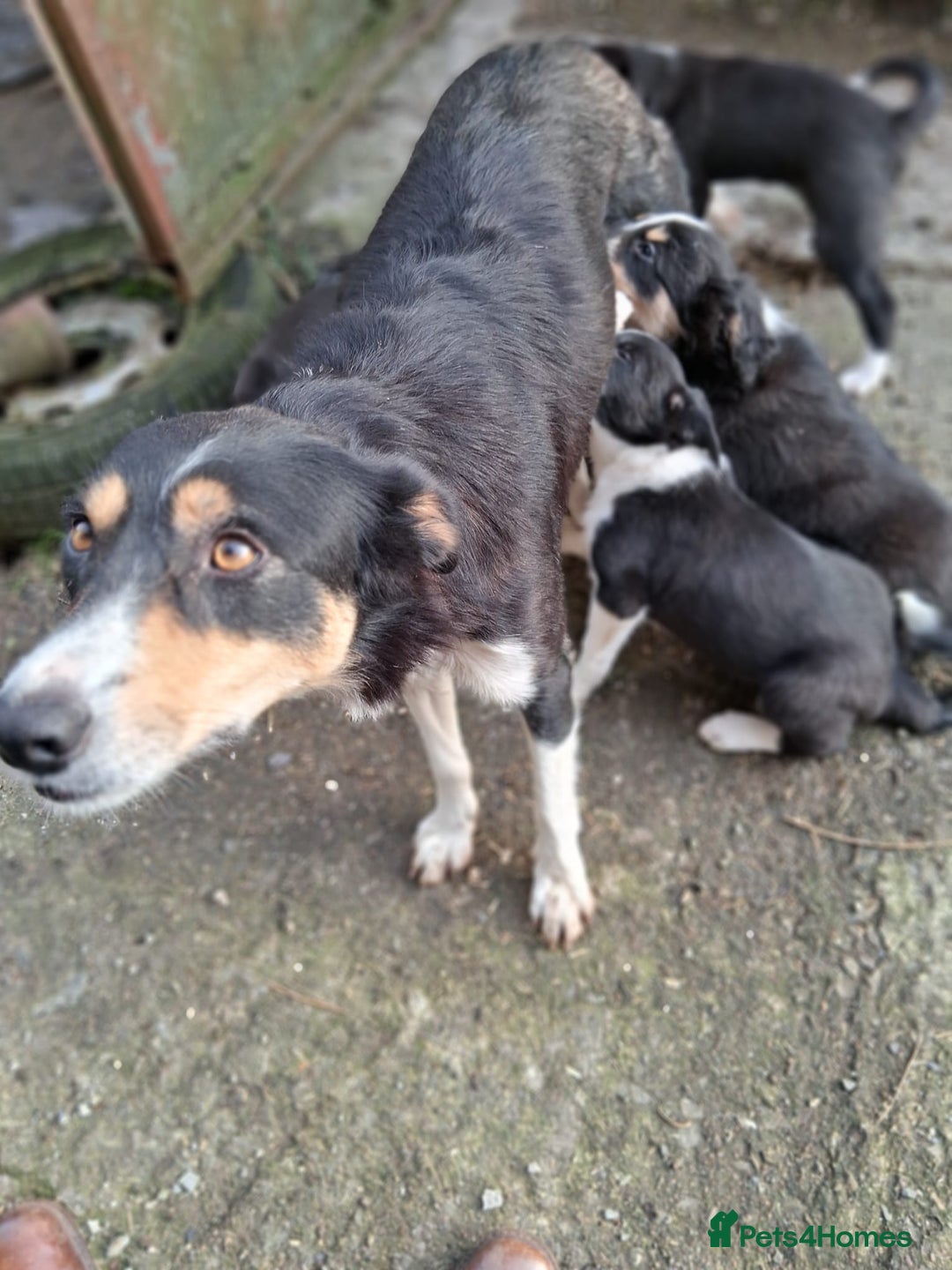 Border Collie dogs for sale: Collie pups for sale  - Advert 2