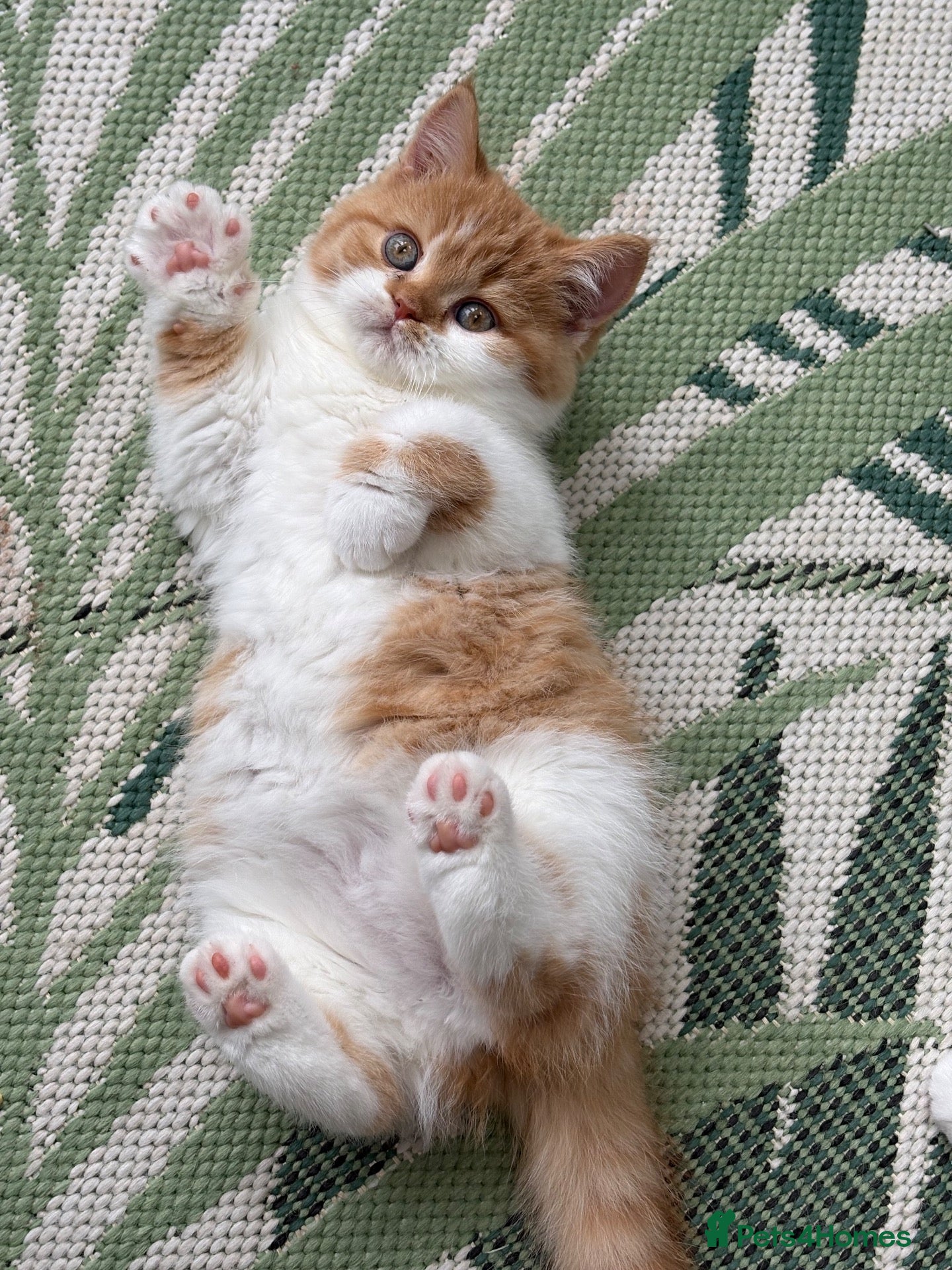 British Shorthair cats GCCF BSH kittens- championship lines - Advert 1