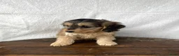 Cockapoo dogs for sale: Beautiful cockapoos⭐️ in Wisbech - Advert 7