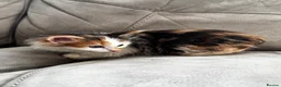 Mixed Breed cats for sale: 2x free female kittens mixed breed - Advert 9