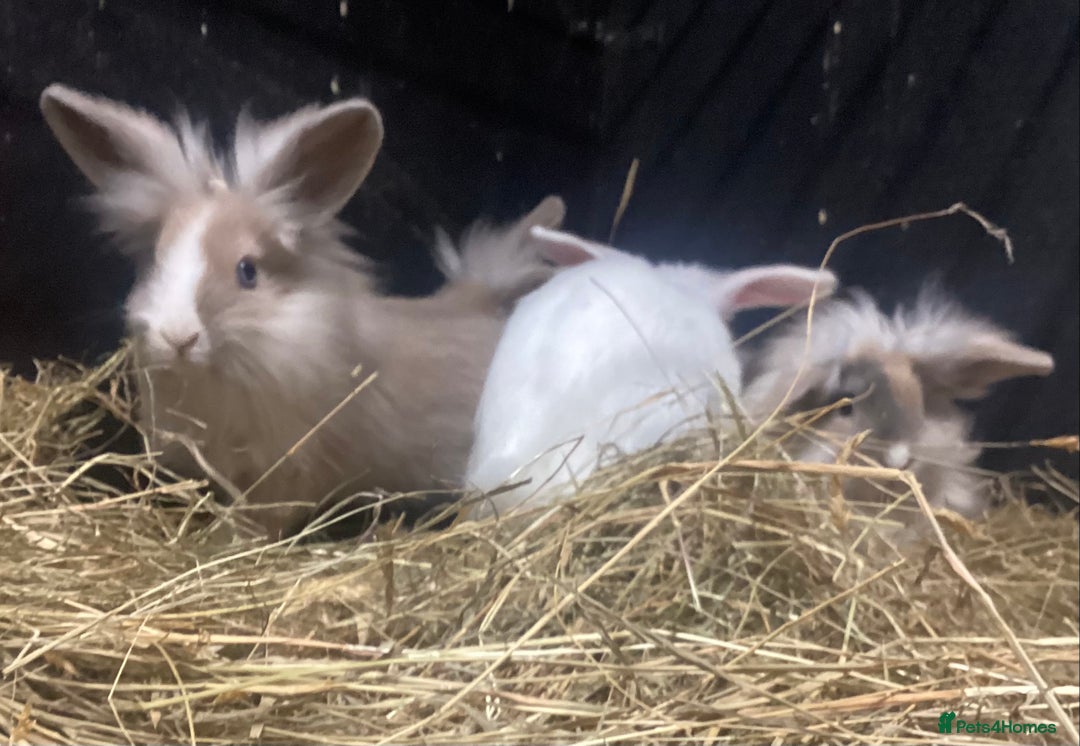 Mixed Breed rabbits for sale: lion head cross lop rabbits -fully vaccinated! - Advert 2