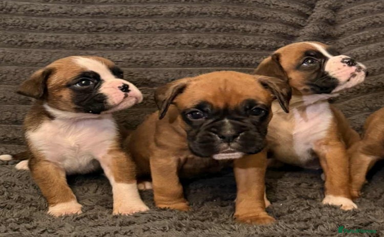 Boxer dogs - Advert 2