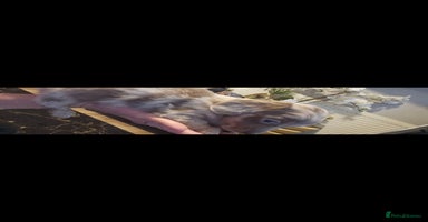 Dachshund dogs - Advert 9