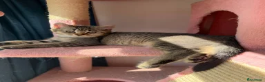 British Longhair 4