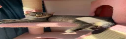 British Longhair cats for sale: WHITE KITTEN COLORPOINT VACCINATED READY FOR HOME - Advert 28