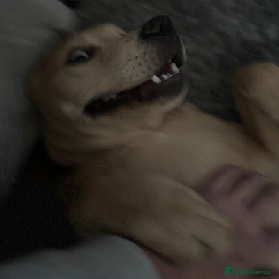 Labrador Retriever dogs Bright Labrador retriever girl - Advert 13