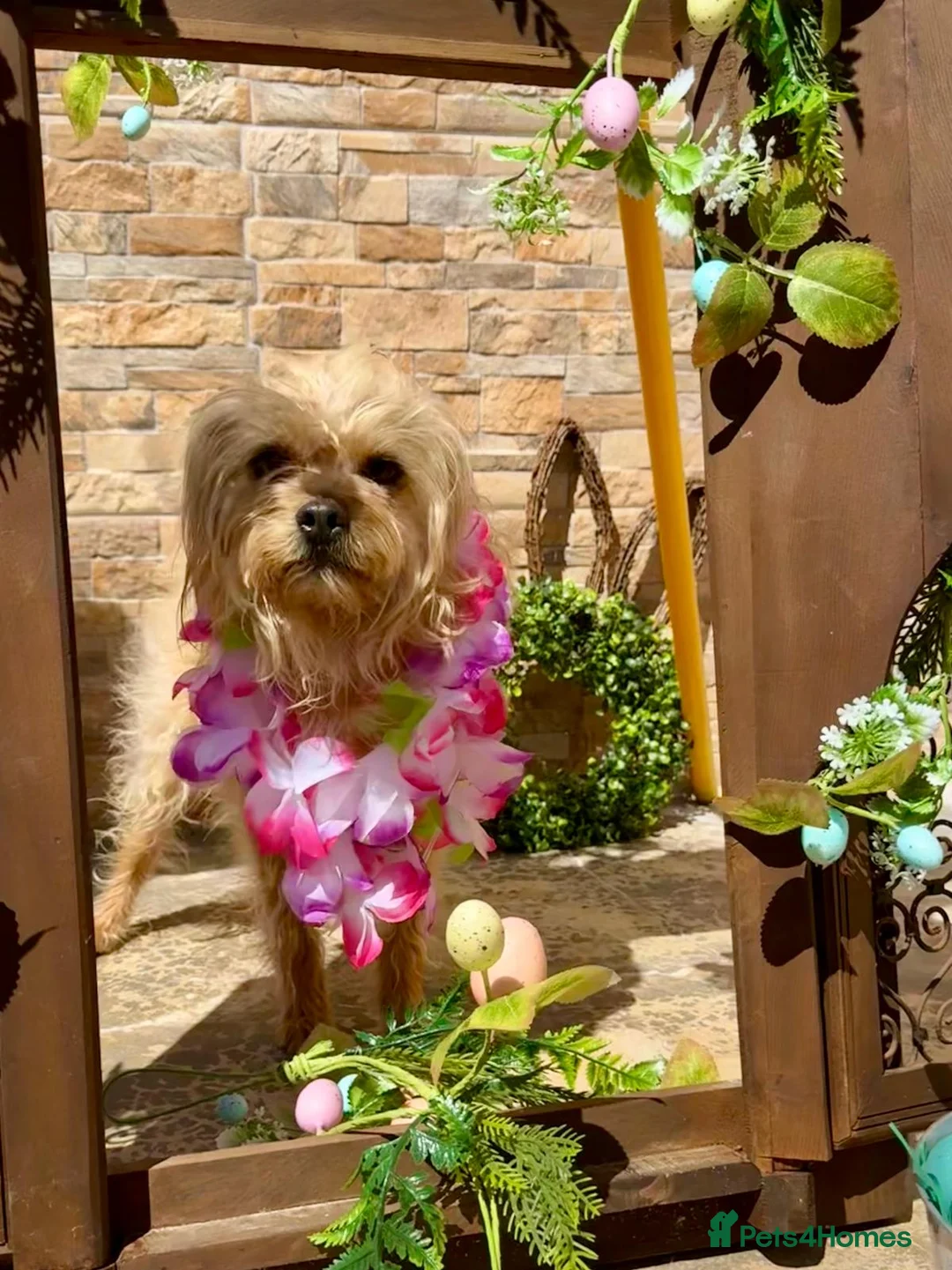 Mixed Breed dogs for adoption: Flora Belle - Advert 2