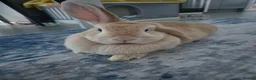 Mixed Breed rabbits for sale: rabbit - Advert 2