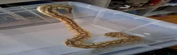 Snake reptiles for sale: Royal Pythons, Boa, Olive python Hoggies, Tortoise in Andover - Advert 11