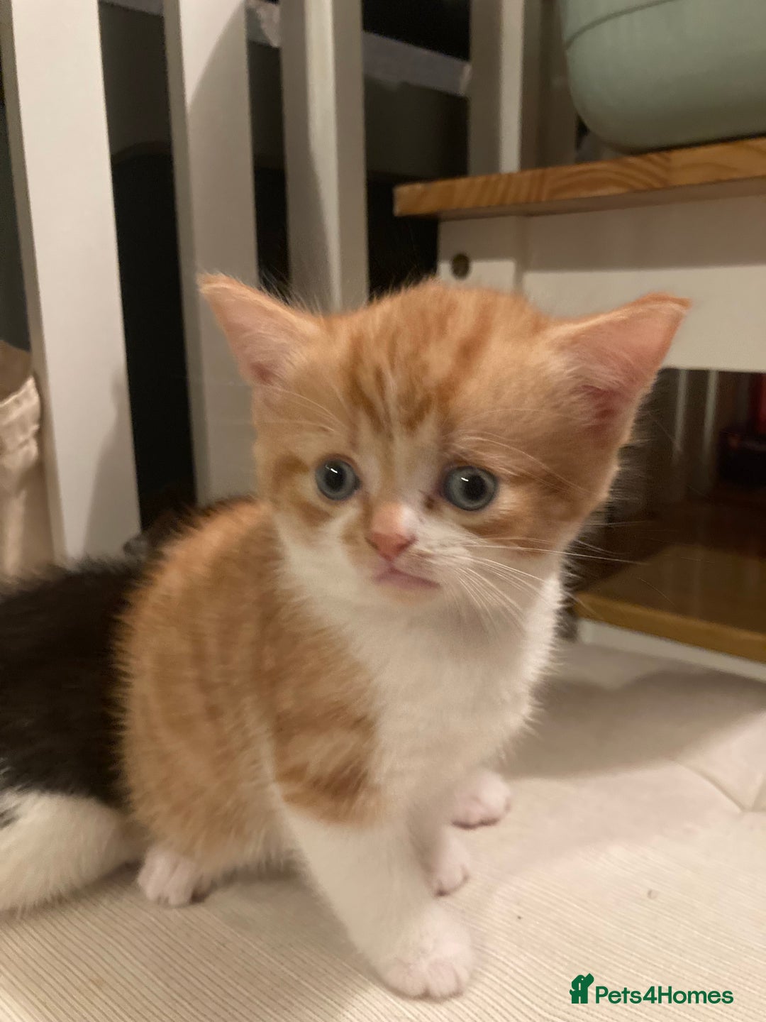 Mixed Breed cats for sale: Ginger Kitten ready to leave 24th Dec - Advert 5