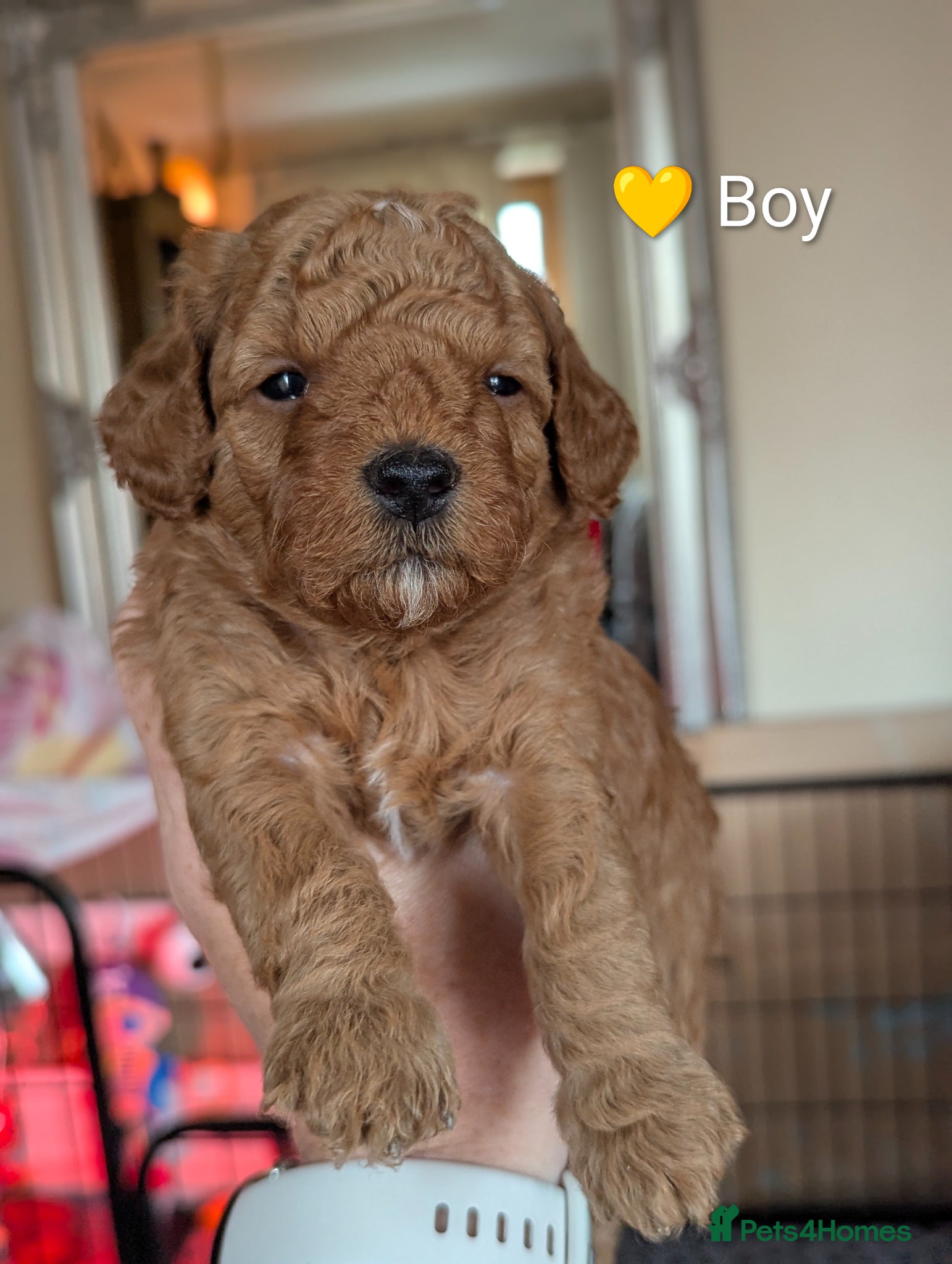 Cavapoo dogs Beautiful Cavapoo Puppies – Ready Soon 🐾 4💙 2🩷 - Advert 6