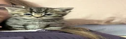Mixed Breed cats for sale: British x Birman kittens  in Newton Abbot - Advert 12