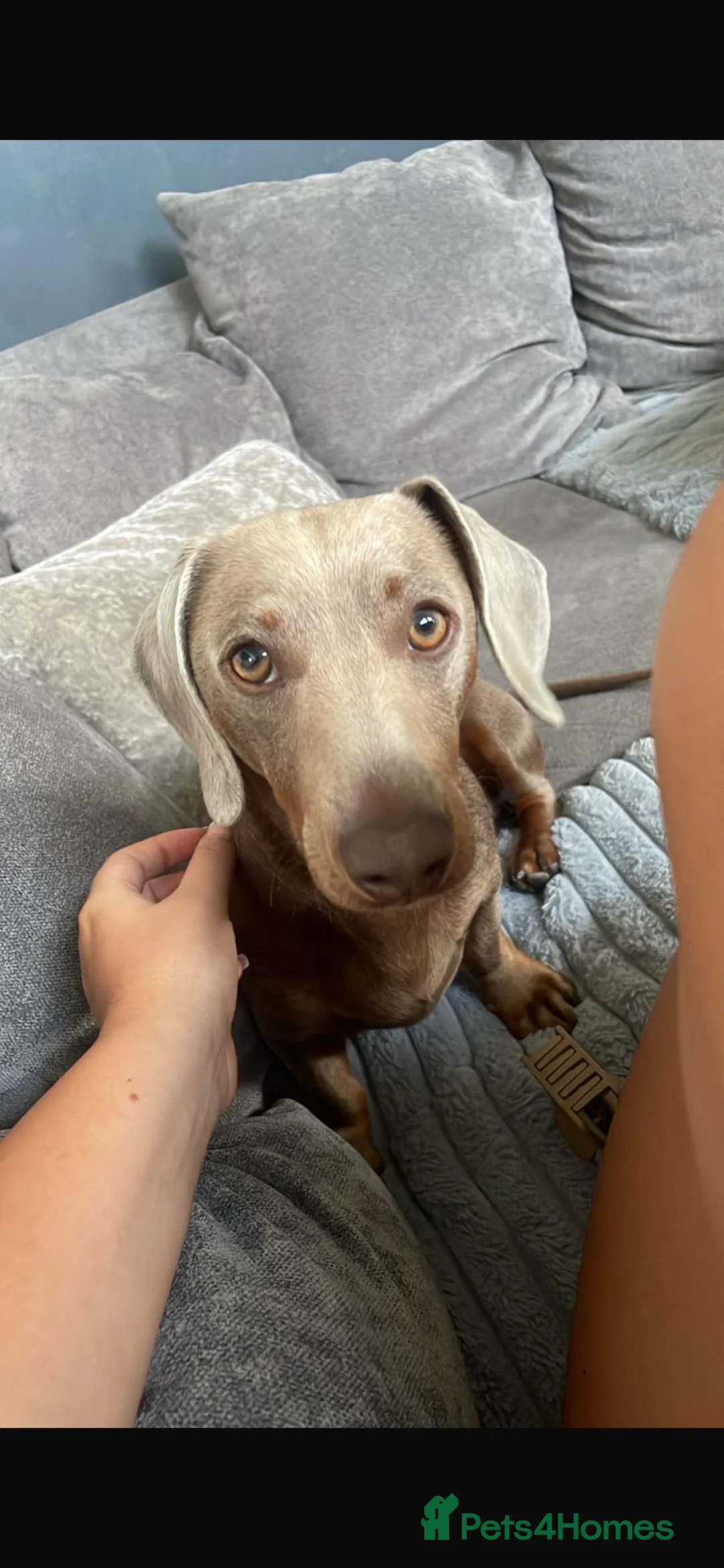Dachshund dogs for stud: ISABELLA dachshund for stud  - Advert 2