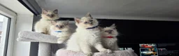 Ragdoll cats for sale: Ragdoll kittens  - Advert 12