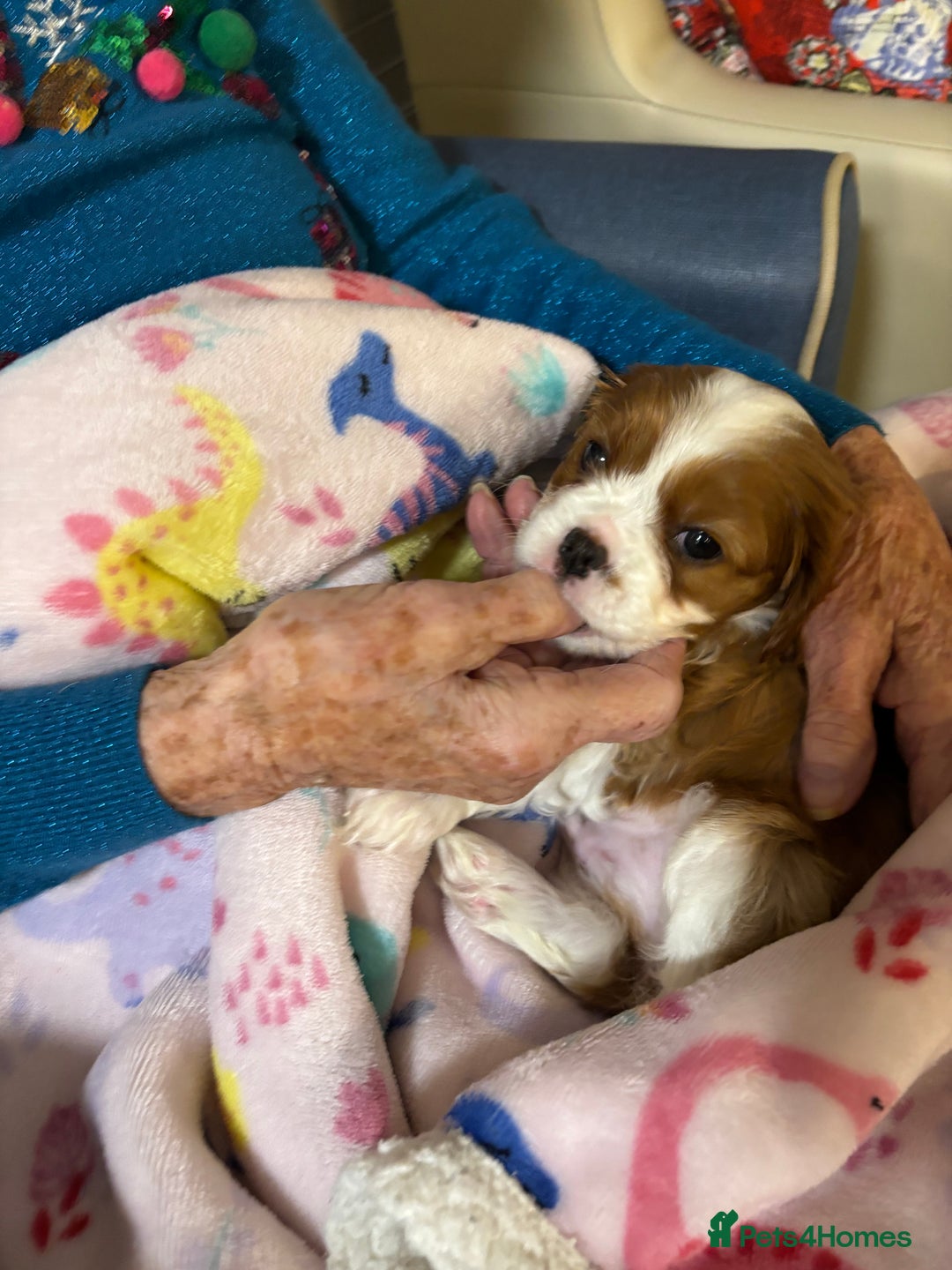 Cavalier King Charles Spaniel dogs for sale: KC registered Cavalier King Spaniel puppies - Advert 17