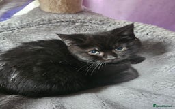 Mixed Breed cats for sale: Beautiful British Shorthair Cross  - Image 34