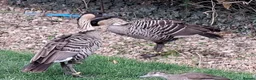 Geese poultry for sale: Ne-ne geese - Advert 3