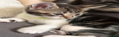 Kitten 4 Lime girl 