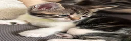 Mixed Breed cats for sale: Beautiful 7 kittens looking for forever homes - Advert 37