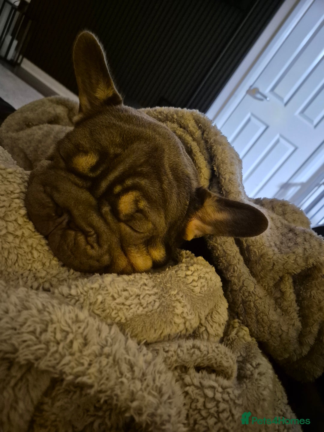 French Bulldog dogs for sale: Rocky french bulldog - Advert 4