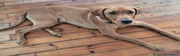 Labrador Retriever dogs for stud: Proven Stud - Dexter - Fox Red Lab - Advert 5