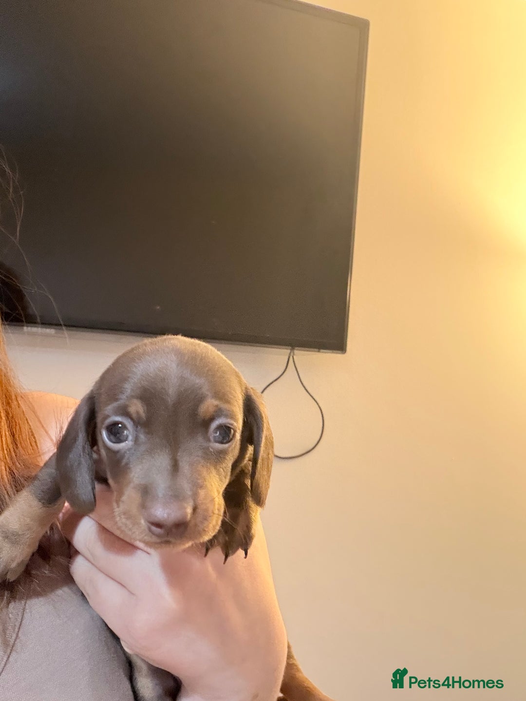 Miniature Dachshund dogs for sale: Miniature Daschunds - Advert 3