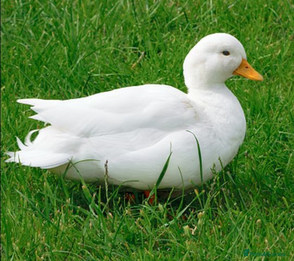 Ducks poultry White Call Duck Drake - Advert 2