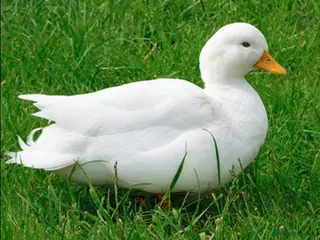 Ducks poultry White Call Duck Drake - Advert 2
