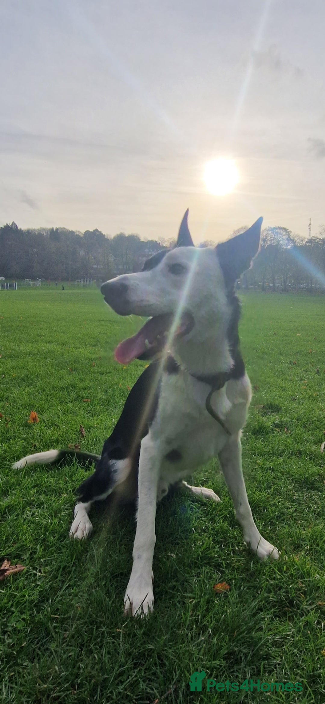 Border Collie dogs for sale: Border collie (short hair)  - Advert 5