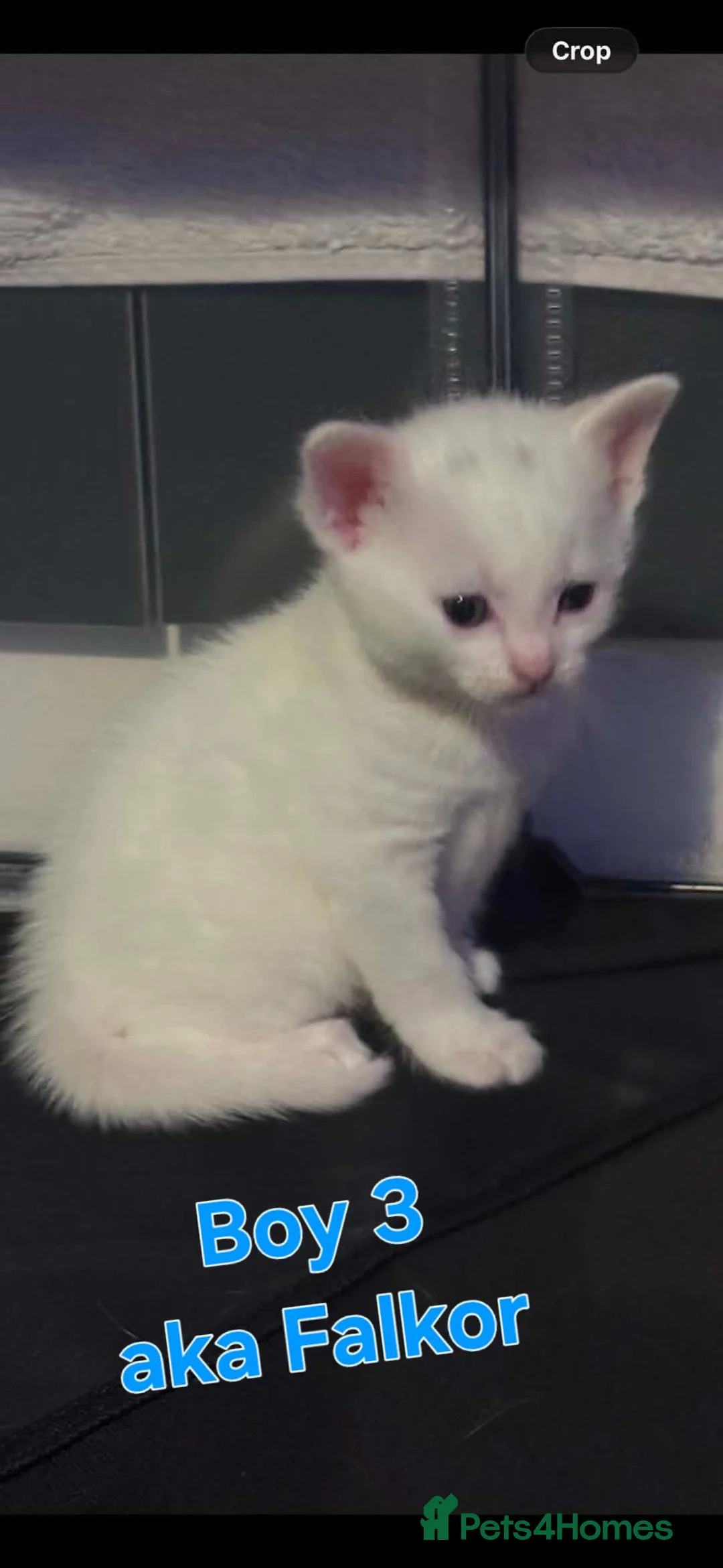 Mixed Breed cats for sale: Tonkinese cross kittens  - Advert 10
