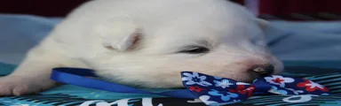 Puppy 2- blue collar 