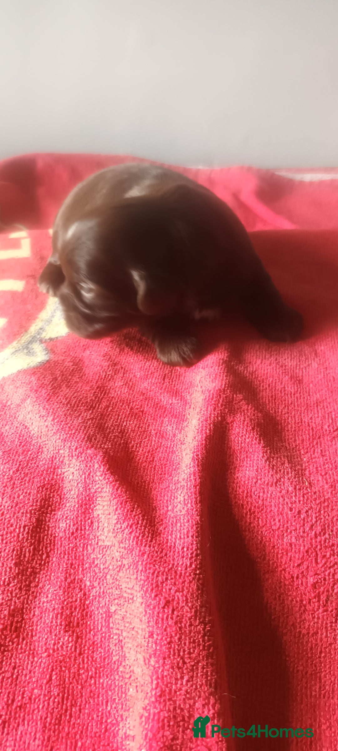 Shihpoo dogs for sale: Shihpoo puppies for sale. - Image 4