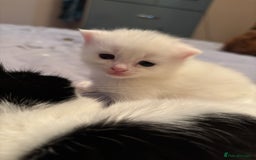 Ragdoll cats for sale: Gorgeous ragdoll cross kittens  - Image 7